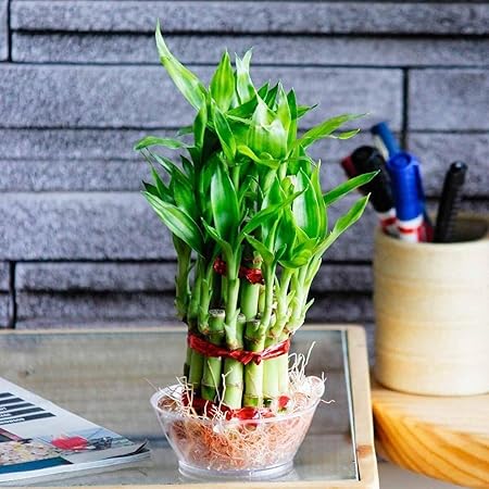SMZ BRANDLINES;Smart Branding 2 Layer Lucky Bamboo Plant with Pot for Home Decoration