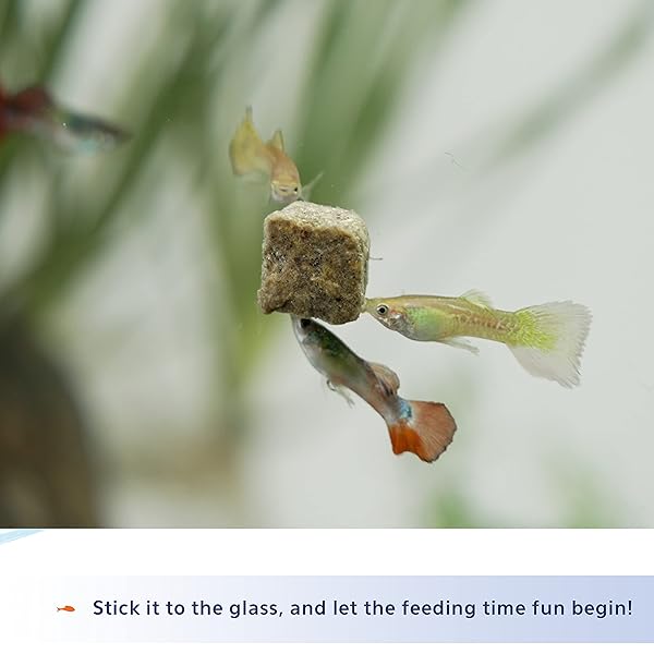 AQUEON STICK’EMS FREEZE-DRIED COLOR BOOSTING PET FISH TREAT , 0.42 OZ