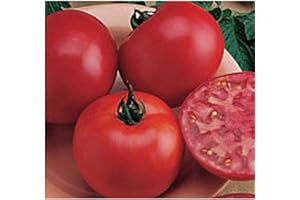 GENERIC Burpee Big Boy Tomato Seeds (20+ Seeds) | Non GMO | Vegetable Fruit Herb Flower Seeds for Planting | Home Garden Greenhouse Pack
