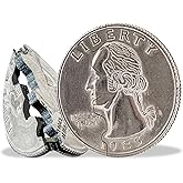 Magic Coin Trick | Bite Quarter Tricks | Quarters Bite Trick | Bite Coins | Folding Quarter Magic-Trick | Folding Quarters Magic-Act | Coins Magic-Trick | Disappearing Coin Illusion | Zinc Alloy