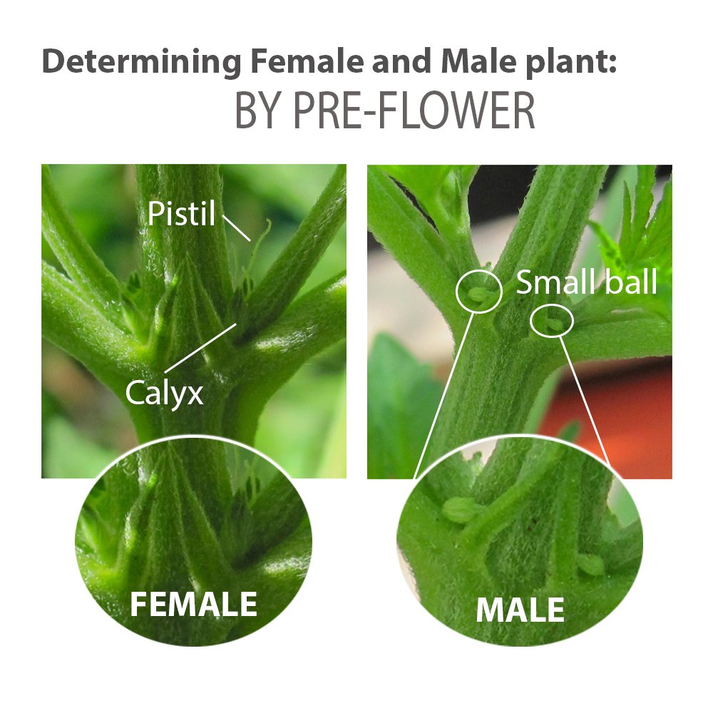 Galleon Tiresias Mist Feminized Seed Spray 1 Ounce Bottle For Growing All Female Pollen And