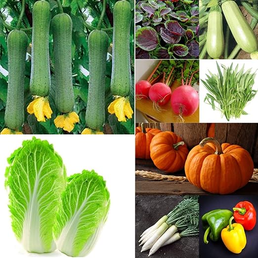 Vegetable Seeds Packets Variety Pack of 25, Chinese Vegetable Seeds for