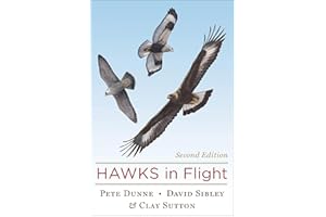 Hawks In Flight
