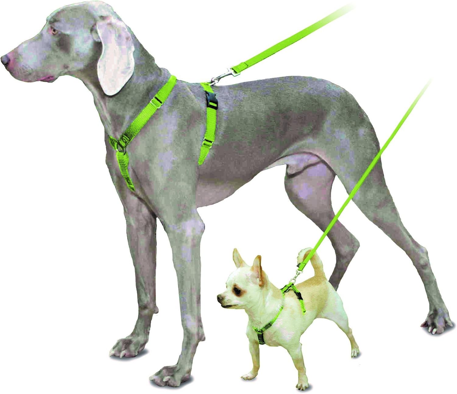 petsafe walking harness