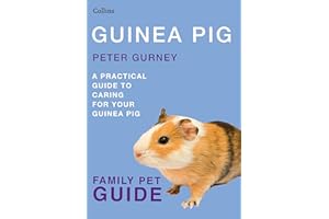 Guinea Pig