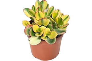 Sprout N Green Golden Jade - Crassula Ovata 'Hummel Sunset', Rare Cute Succulent Plant Fully Rooted in 4" Pot