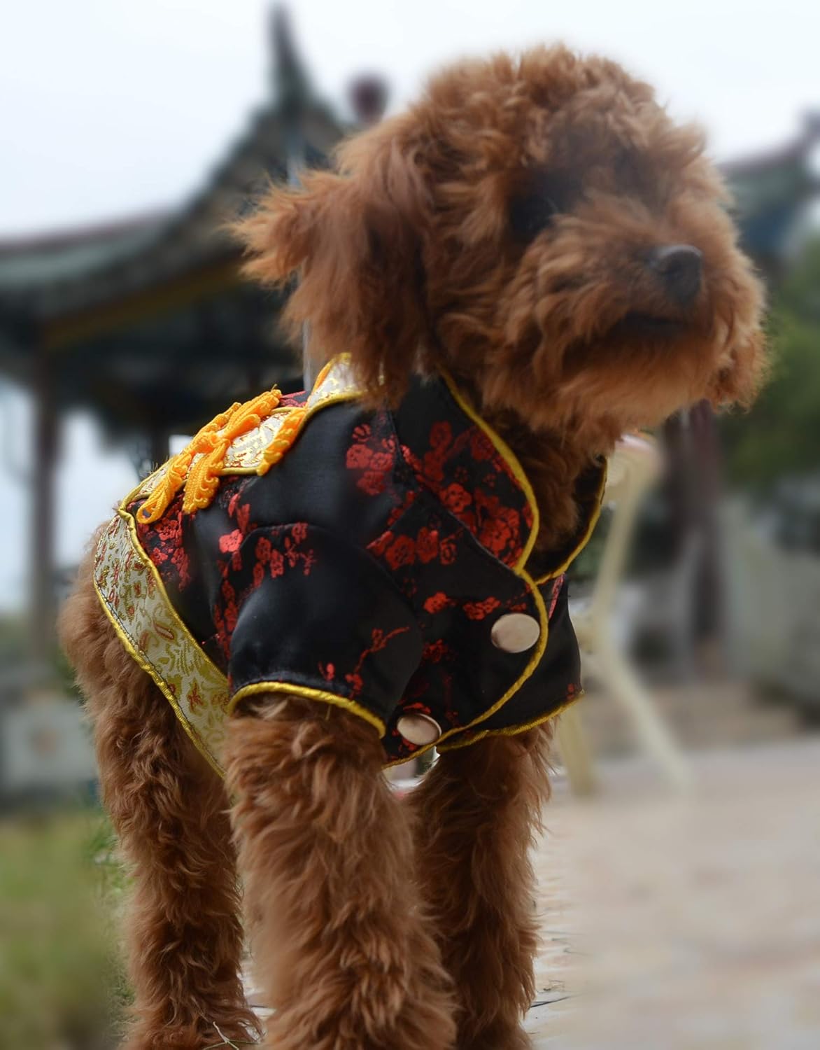 dog qipao