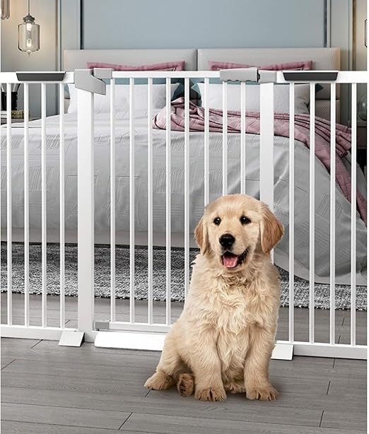 white dog fence