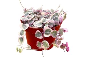Succulents Plants Live 2inch Live Mini Succulent Plants, Easy Care House Plants Rooted in Succulent Soil Mix, by The Succulent Cult (Variegated String of Hearts, 4 Inch)