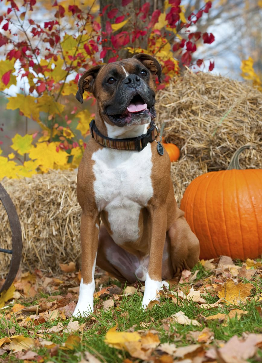 boxer dog jigsaw puzzles