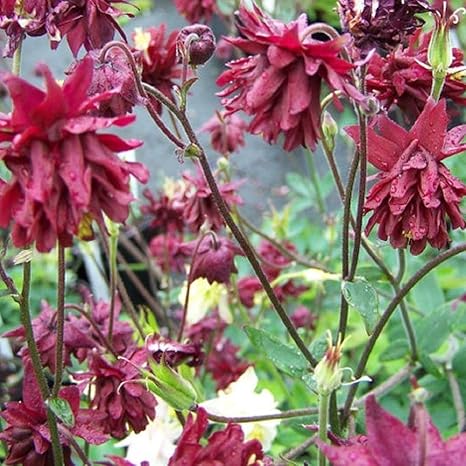 Amazon 宿根草 アクイレギア ルビーポート オダマキ 2株セット イングリッシュガーデン 花