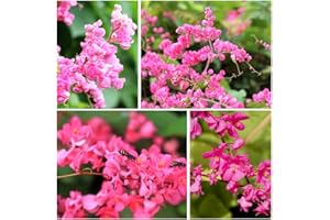 CARPET CREEPING 5+Pink Coral Vine Seed for Planting Outdoor-Antigonon Leptopus Seeds Ornamental Vine for Your Garden Home