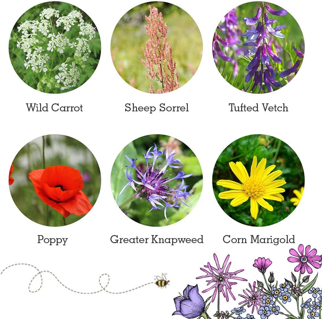 SEEDBALL Bird Mix Seed Bombs (Wild Flower Tin) - 20 Seed Balls, Green, 20 count (Pack of 1) - Image 3