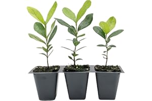 CITRONELLAKING 3 Pineapple Guava (Feijoa) Trees | Live Saplings in 2.5-inch Nursery Cubes | Feijoa Sellowiana Variety | Drought-Tolerant Fruit-Bearing Trees and Shrubs | Tropical Ornamental Charm for Home and Garden