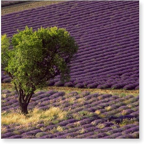 Amazon Co Jp Inov フランス ハイプロヴァンス ラベンダー畑 40cm インテリア アートパネル ファブリックパネル 壁掛け アートフレーム オシャレ ウォール アート ホーム キッチン