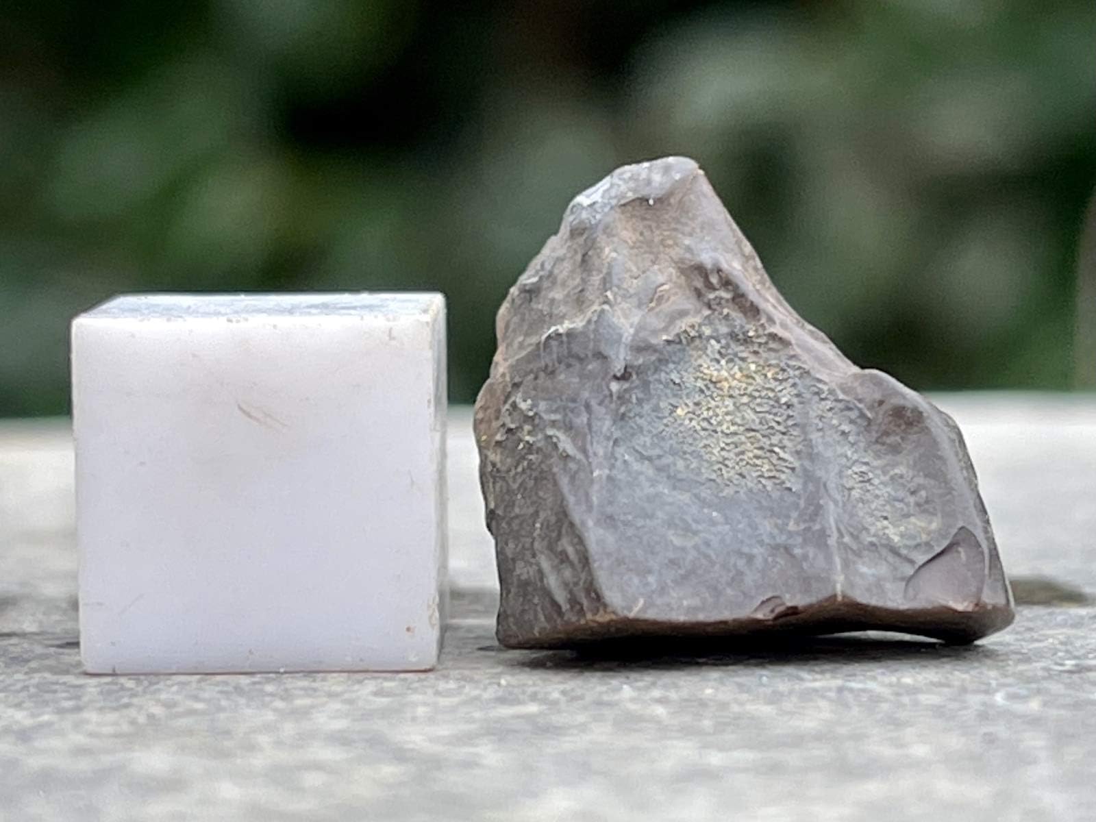 SilverGeo Real Triceratops Dinosaur Tooth Fossil found in USA - Cretaceous Certified. 100% Genuine