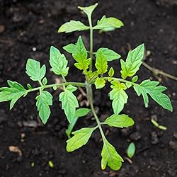 Seed Needs, Black Tomato Seed Packet Collection