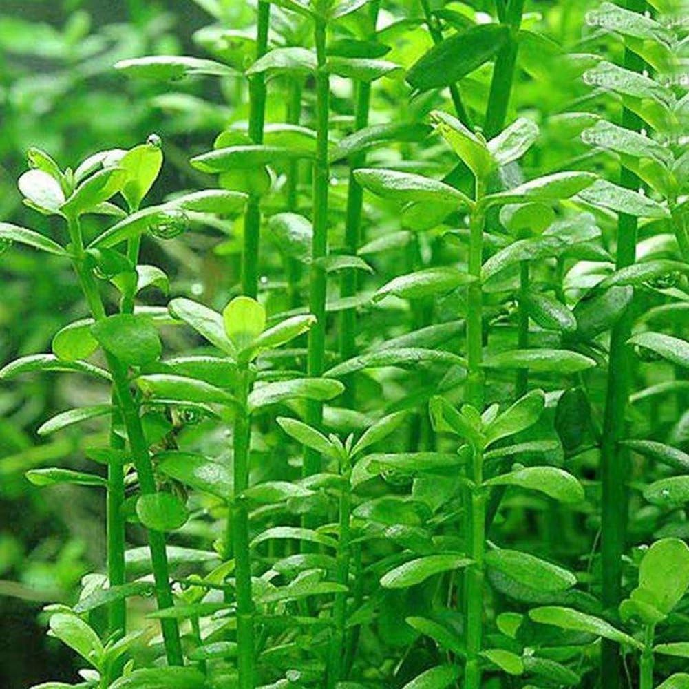 ValianhAgen 50Pcs Aquarium Plant Seeds Water Grass Aquatic Tortoise Fish Tank Decoration