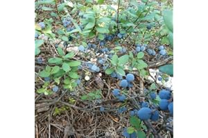 Bog Bilberry Seeds for Planting - 15+ Seeds of Vaccinium Uliginosum, Native Canadian Wild Blueberry, Cold Hardy Perennial Shr