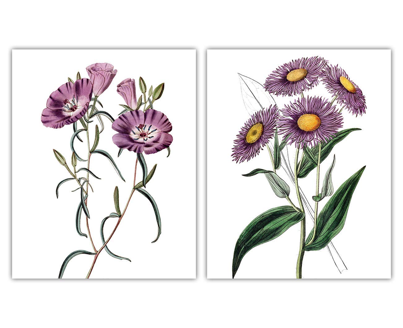 Purple Flower Poster Prints Set of 2 (8x10) Unframed