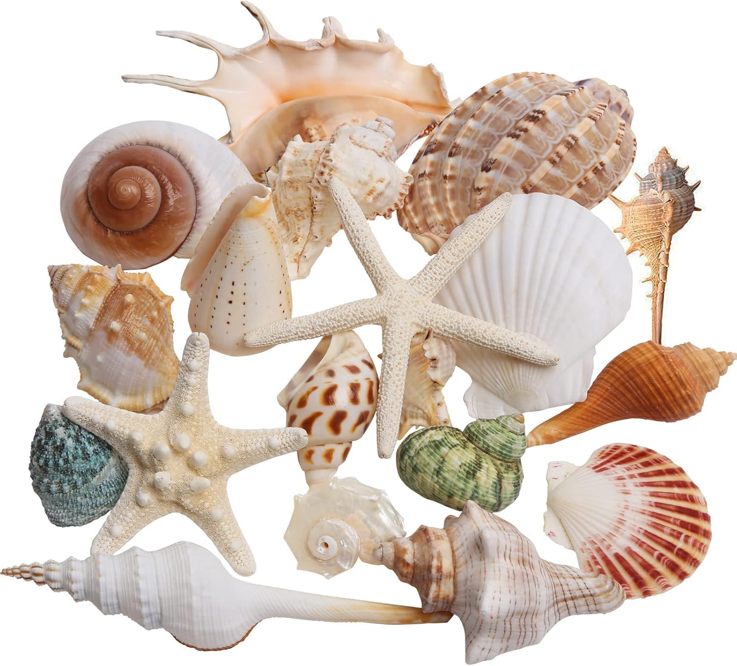 SKOOLOVE 20PCS Large Sea Shells Mixed Beach Seashells and Natural Colorful Conch Starfish 4-10CM, for Beach Party Table scatter Home Decor DIY Crafts Bathroom Fish Tank Decorations