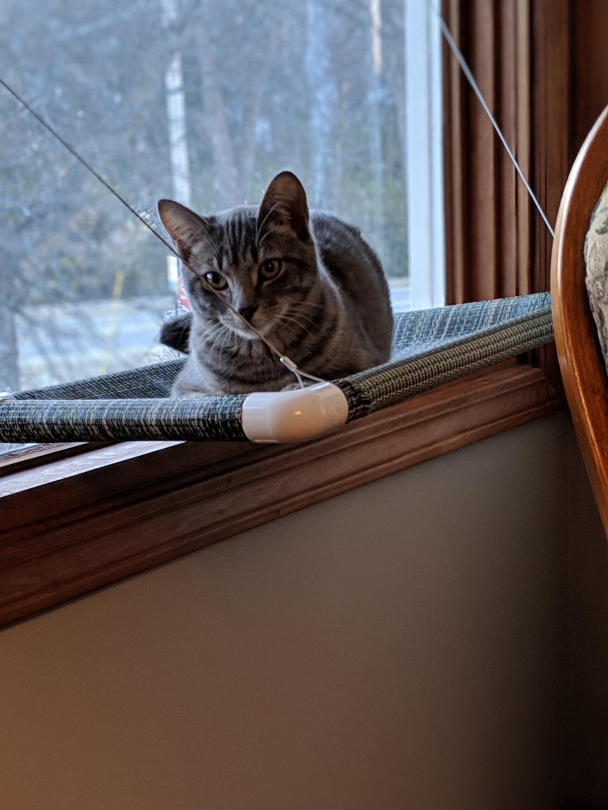 Pictures Kitty Cot Original™