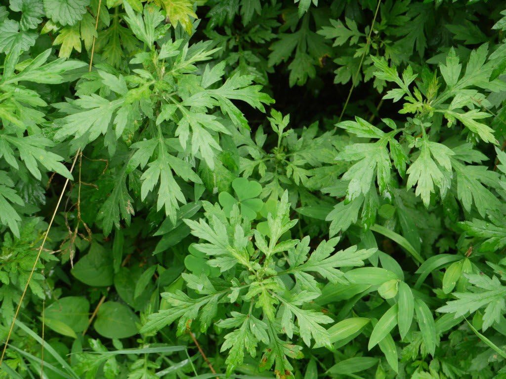 Magic Seed 400 Mugwort Seeds Artemesia Vulgaris
