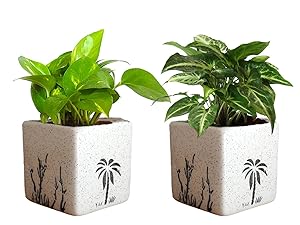 Rolling Nature Combo of Good Luck Air Purifying Live Money Plant and Syngonium Green Plant in White Square Aroez Ceramic Pot