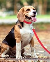 Taglory Dog Leads for Small Medium Dogs Reflective Padded Handle 2cm x 120cm Red view 6
