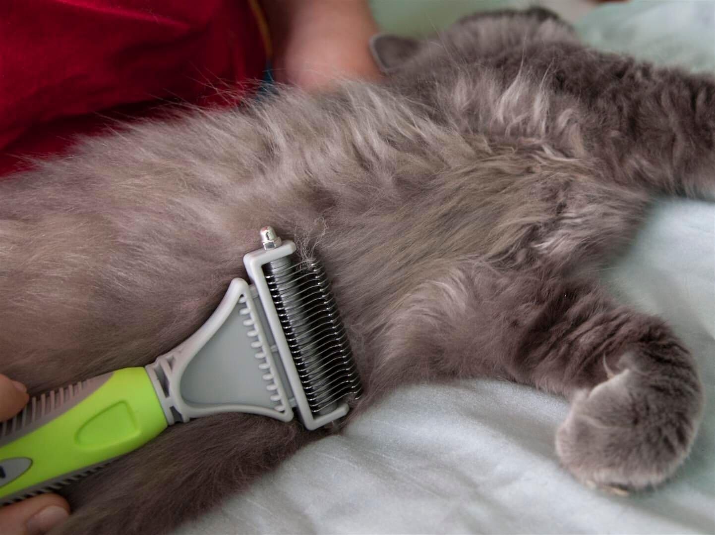 cat grooming tools for matted fur