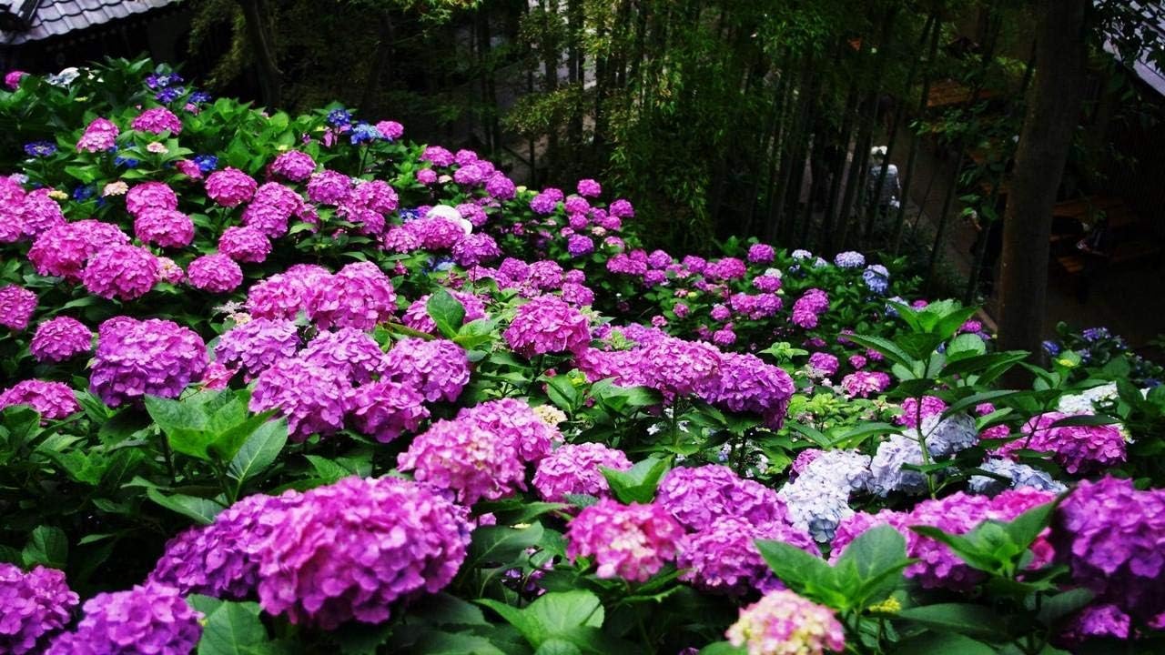 Hydrangea Paint by Numbers Kits for Adults DIY Digital Oil