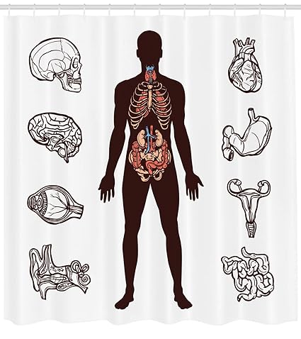 Amazoncom Ambesonne Anatomy Shower Curtain Human Body