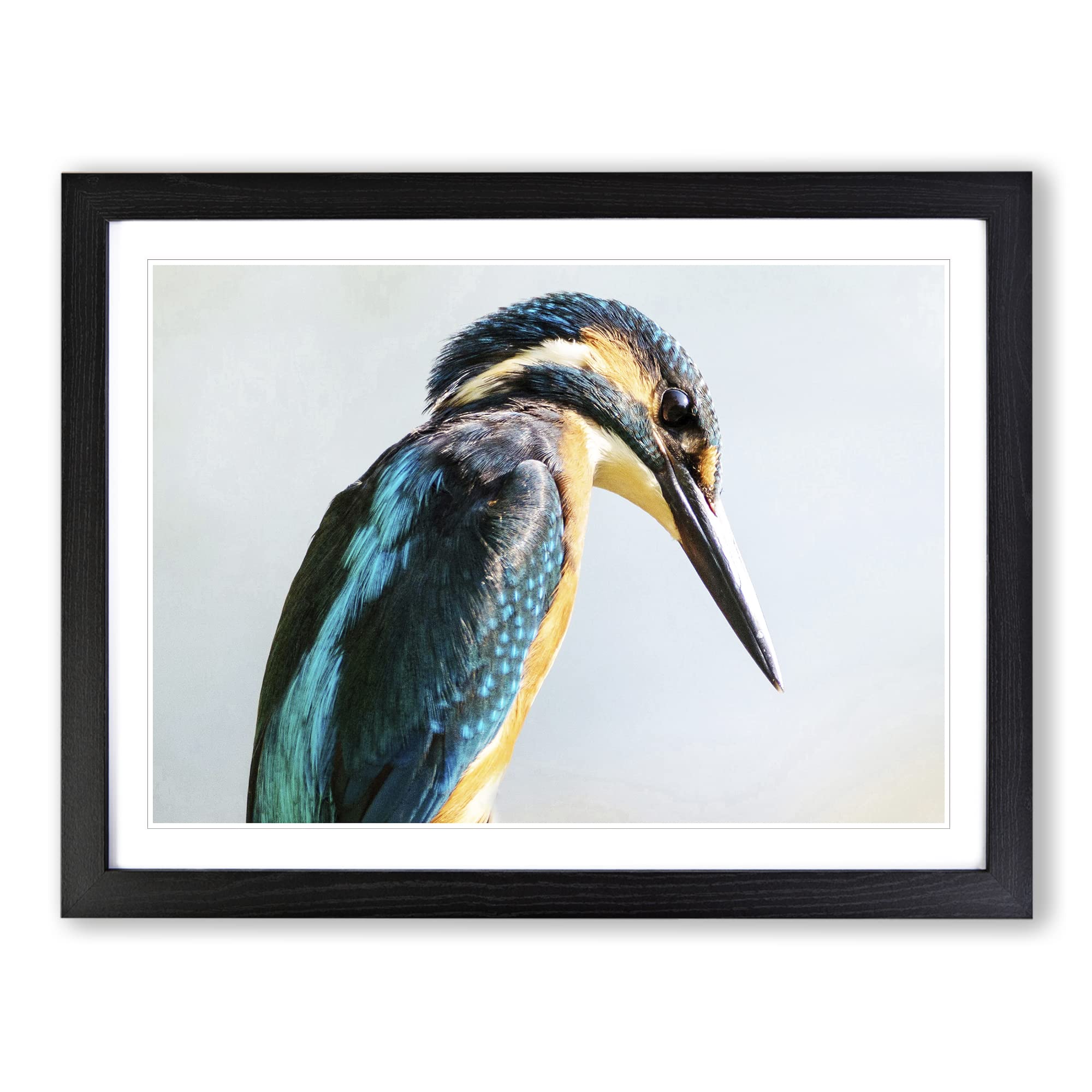 Kingfisher Bird 2 Modern Framed Print | A4 Black Framed Wall Art | Ready to Hang | Modern Nature Picture | Living Room Bedroom Lounge Office