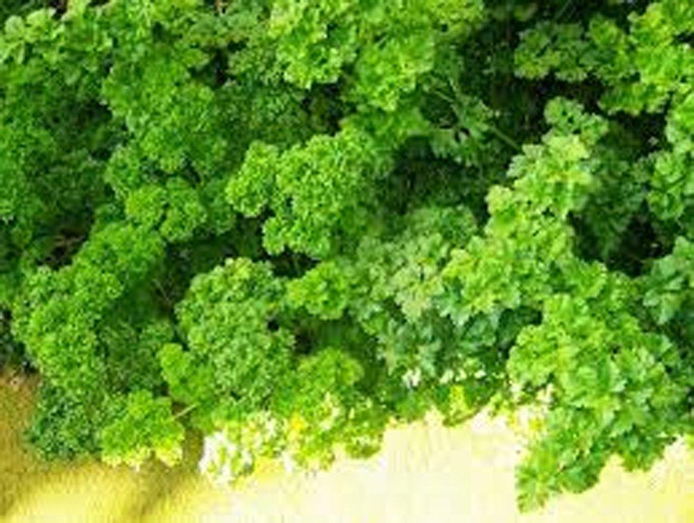 Parsley, Italian dark green flat leaf parsley seeds