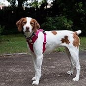 ruffwear dog harness amazon
