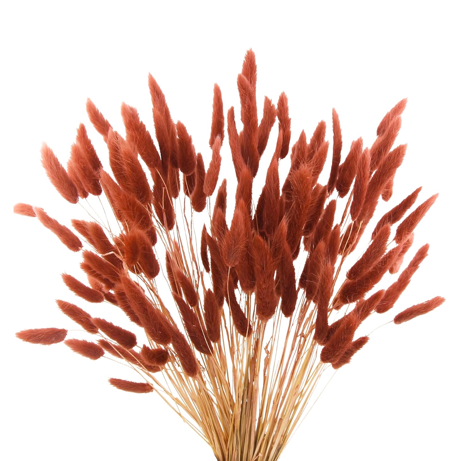 Photo 1 of 120pcs Burnt Orange Bunny Tails Dried Flowers,17" Dried Faux Pampas Grass Bulk Decor Fall Pampas Dried Boho Flowers Lagurus Ovatus Rabbit Bunny Tail Grass for Home Wedding Decor Crafts