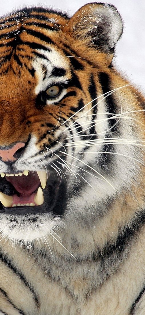 PeelitStickit Tiger, Animal Wall Murals ID-190, vinyl