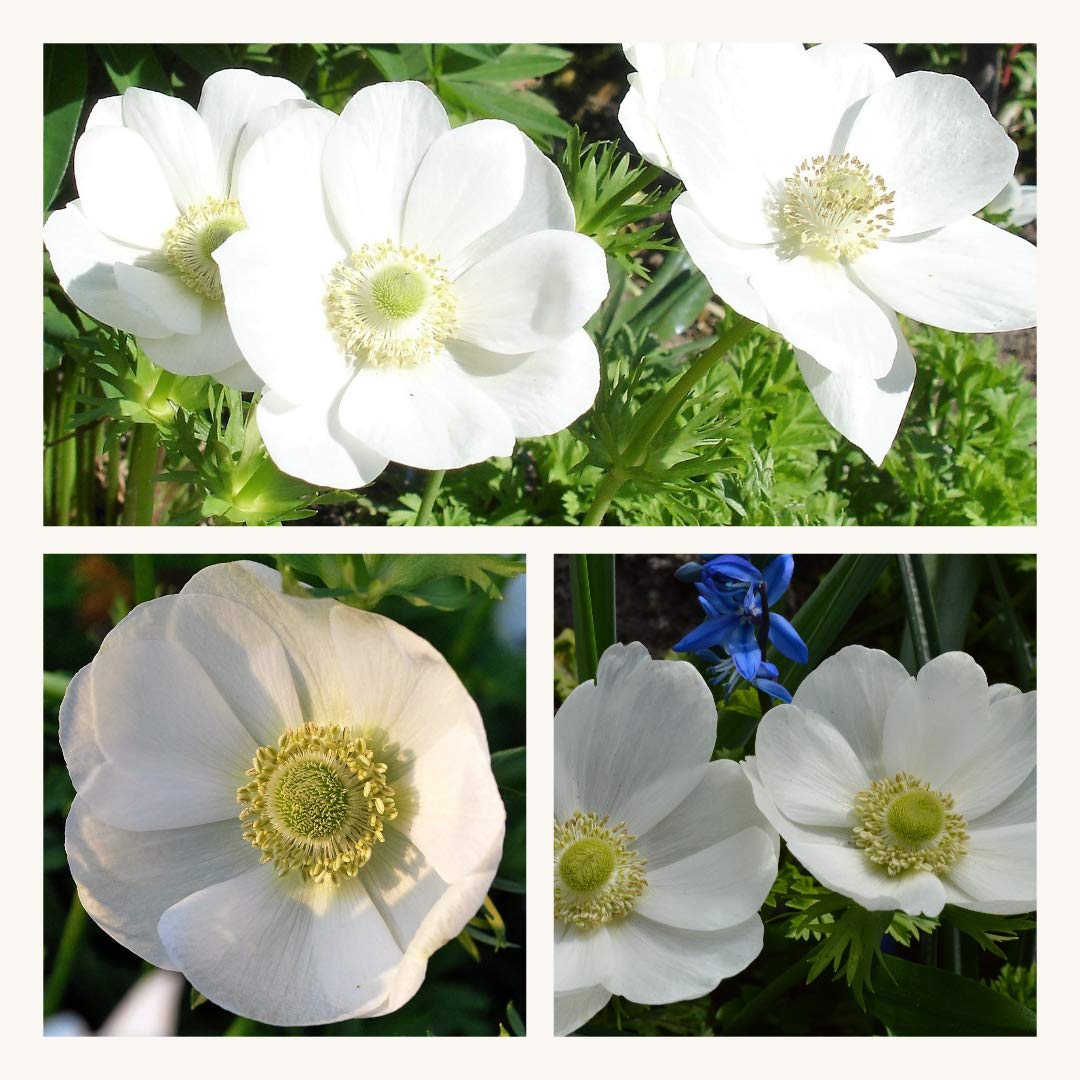 Anemone De Caen The Bride x 30 Flower Bulbs/Corms Size 3/4 Pretty White Flowers.