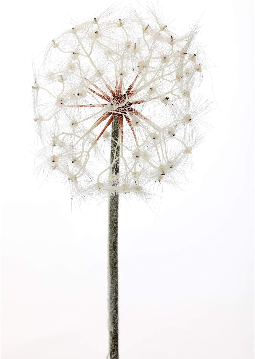 One Holiday Way Deluxe Large Artificial Dandelion Puff Flower – Faux Floral Decor