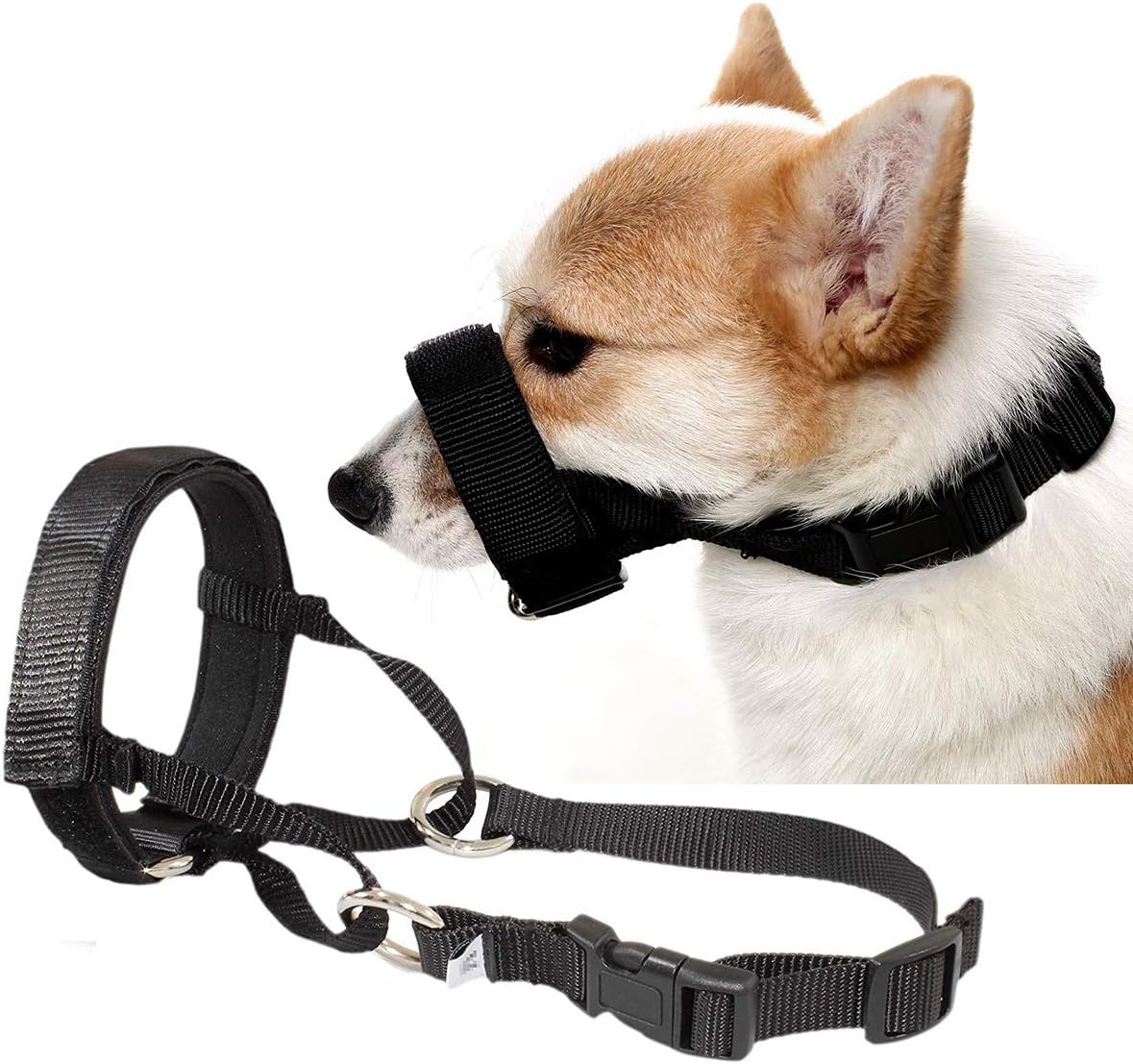 epilepsy in dogs treatment