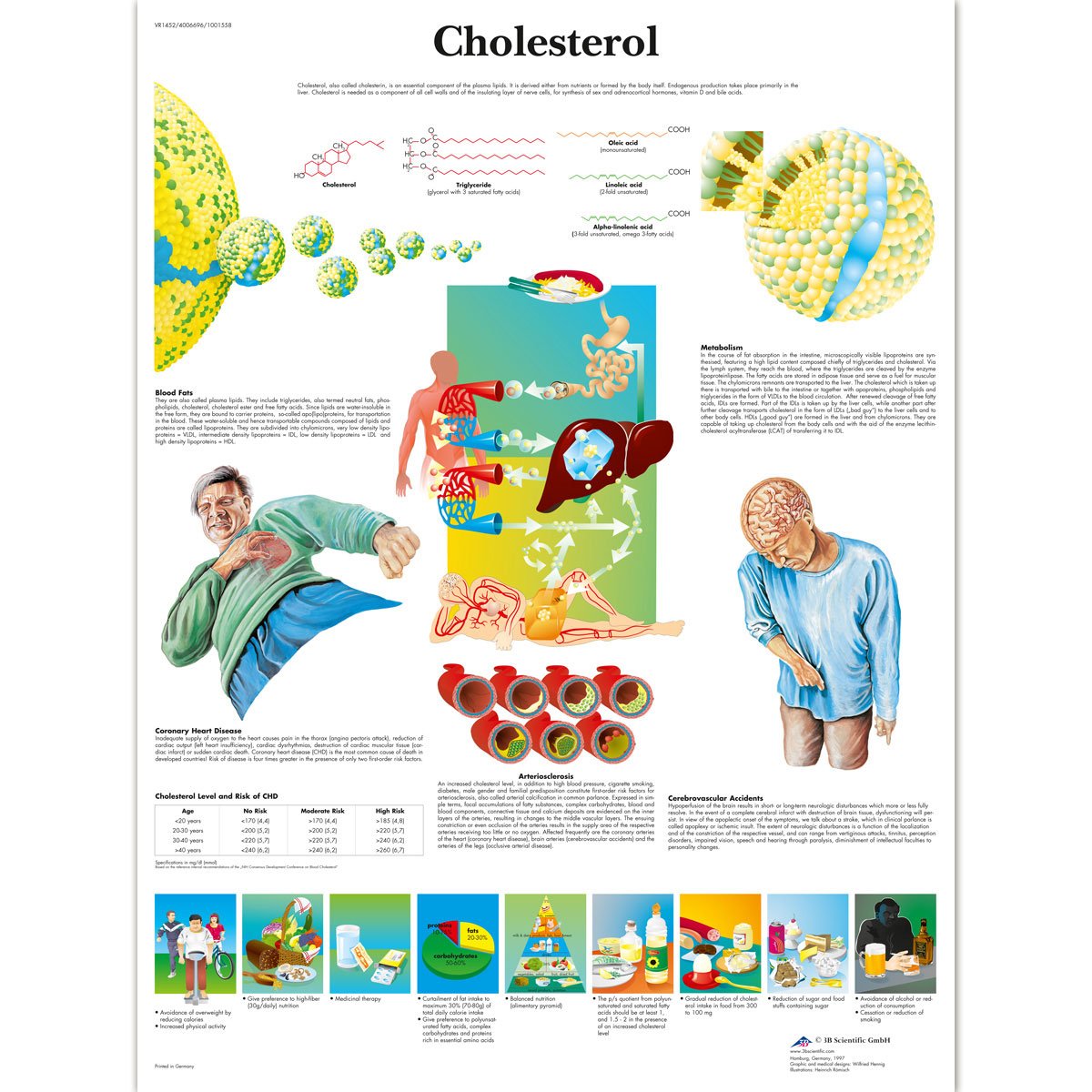 3B Scientific Human Anatomy - Cholesterol Chart, Laminated Version