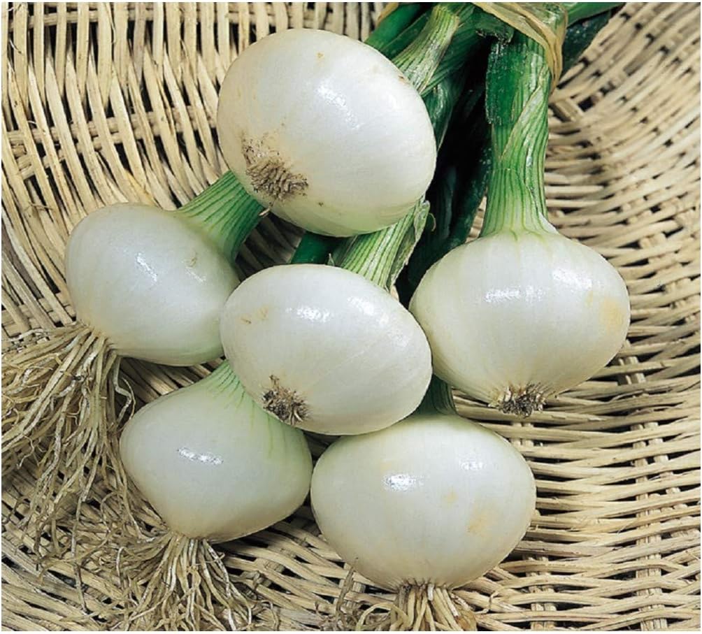 PREMIER SEEDS DIRECT - Onion Pickling - Paris SILVERSKIN - 4.0GM ~ 1100 Seeds, White