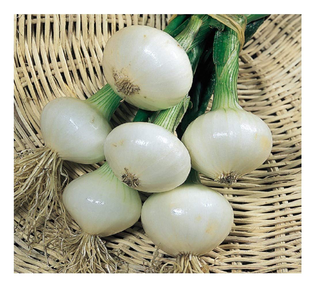 PREMIER SEEDS DIRECT - Onion Pickling - Paris SILVERSKIN - 4.0GM ~ 1100 Seeds