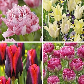 Amazon 国華園 チューリップ 球根 バイヤー推薦セット 4種24球 各6球 球根