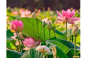 CZ GRAIN 50 Sacred Lotus Flower Seeds for Planting (50 Seeds) - Popular Aquatic Plant