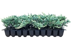 FLORIDA FOLIAGE Blue Rug Juniper | 40 Live Plants | Juniperus Horizontalis Wiltonii | Low Maintenance Evergreen Ground Cover | Drought Tolerant Landscaping