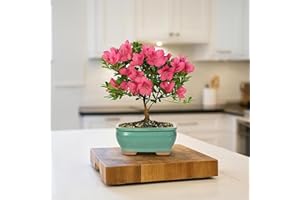 BloomsyBox Farm-Fresh Satsuki Azalea, Low Maintenance, Plant Delivery - Live Bonsai Tree in Ceramic Bonsai Pot. Small, 5 Years, 6 to 8 in