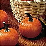 Wee Be Little Pumpkins Seeds