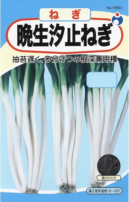 Amazon 汐止晩生葱 ネギ種子 花