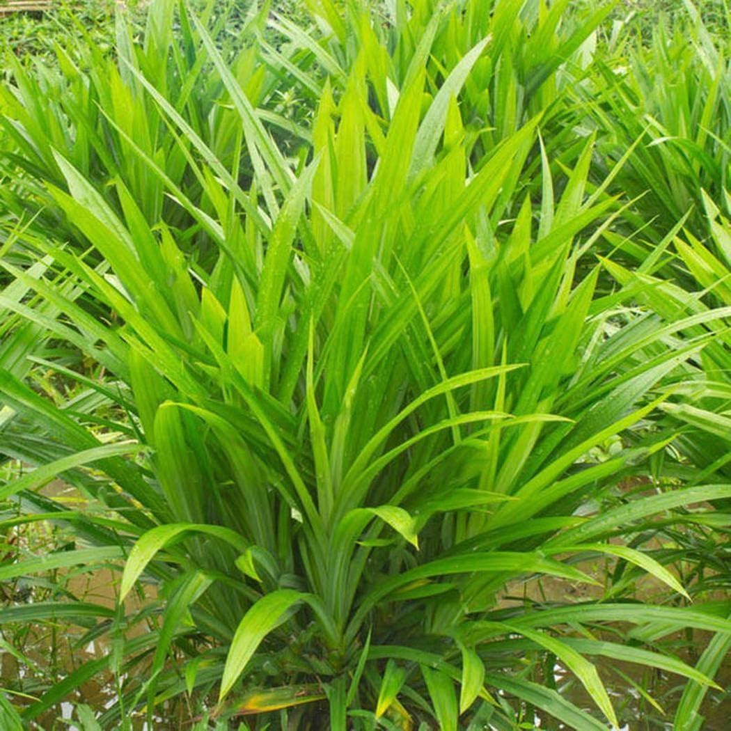 Free Venus Fragrant Grass Seeds Annual Pandan Flower Potted Home Garden Bonsai Plant Seeds Flowers